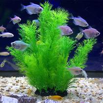 Aquatic plants underwater in fish fish tank in fish tank with emulated water grass fish tank seagrass in fish tank