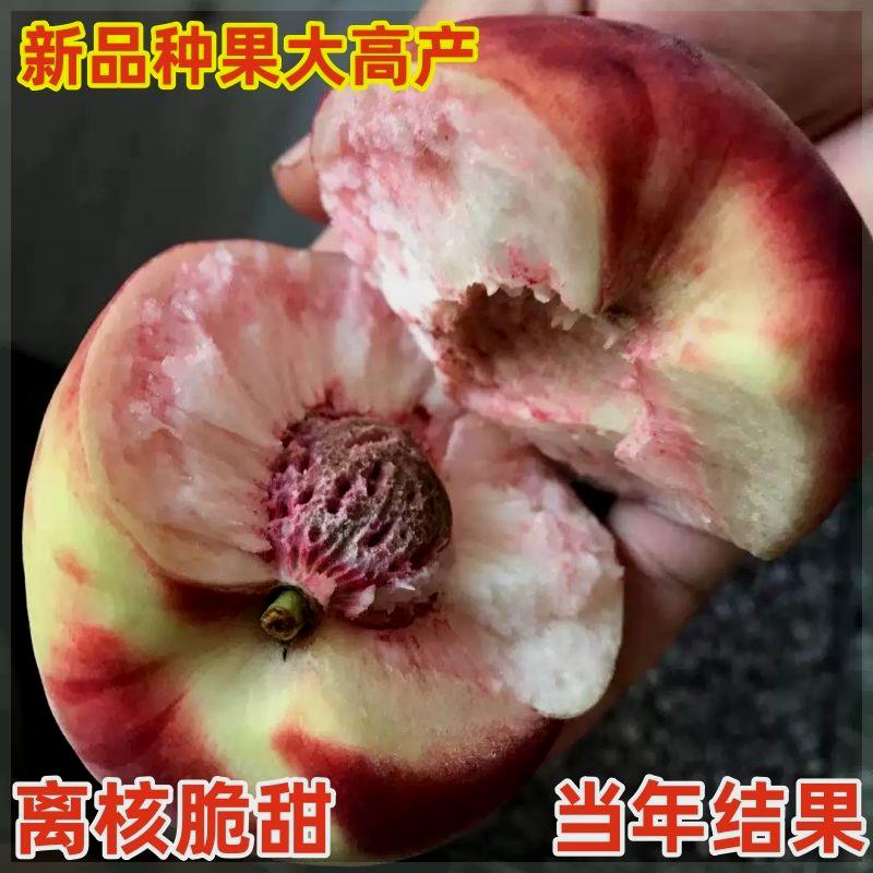 嫁接桃树苗新品种特大早熟水蜜桃盆栽地栽南北方种植当年结果耐寒 - 图2