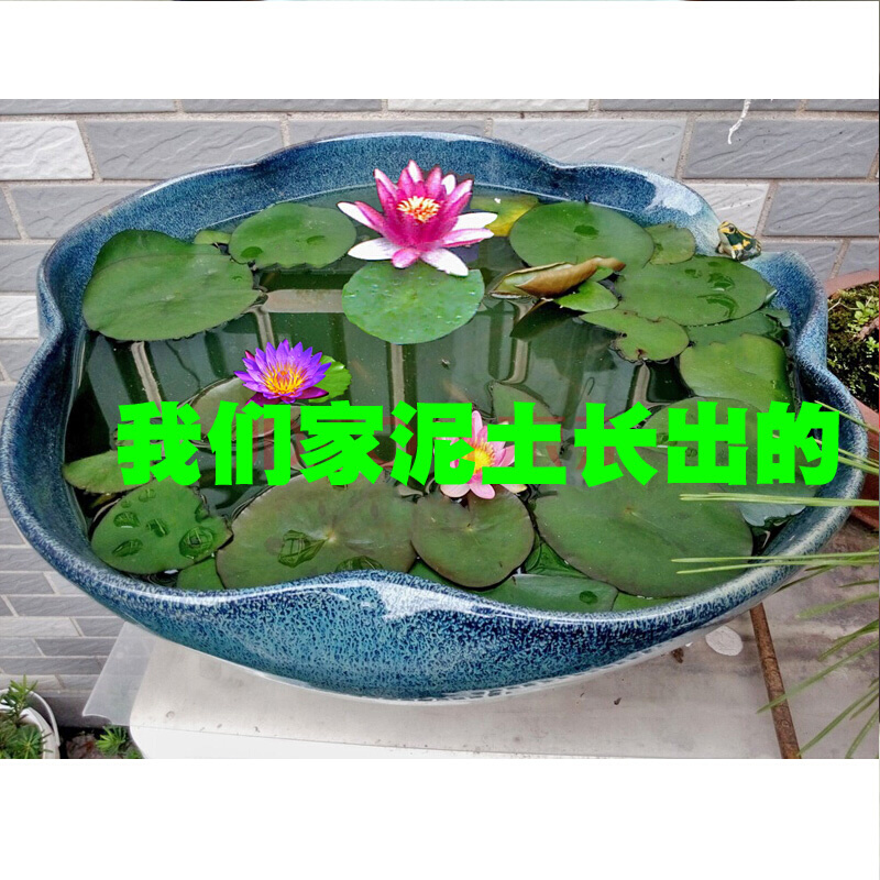 荷塘泥碗莲淤泥水生植物花卉睡莲专用营养土荷花泥营养液30斤包邮 - 图3