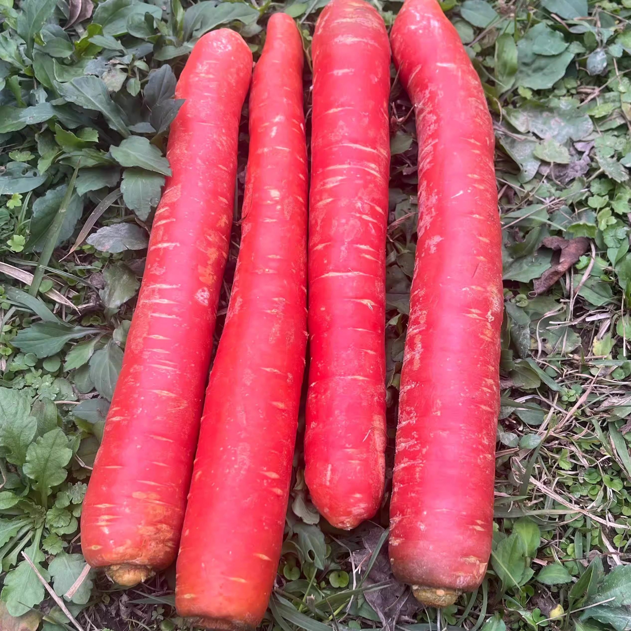 四川农家红萝卜新鲜红心甜萝卜自种生吃沙地水果红胡萝卜辅食蔬菜,淘宝优惠券,粉丝福利购,淘宝优惠卷