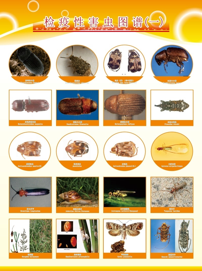 生活百科害虫昆虫展示虫子叶子动物图片害虫图谱海报印制展板-图3