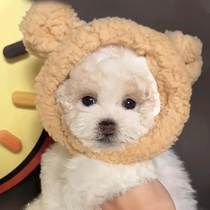 More than a bear dog special hat winter adorable accessories Puppy dog headgear plush puppies household goods