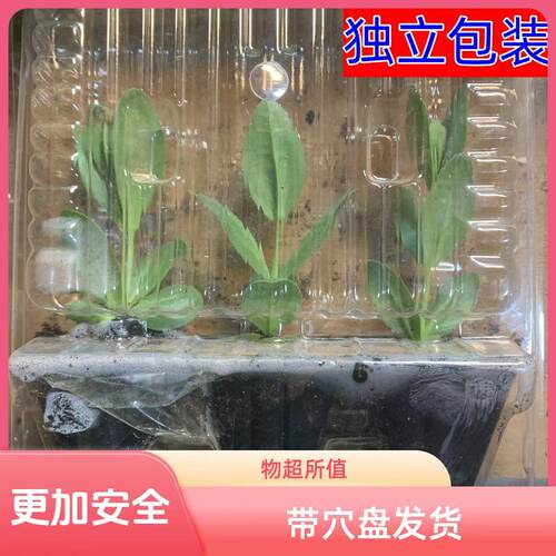 云南直发洋桔梗大苗开花机器盆栽易种活室内室外庭院花卉观花植物 - 图1