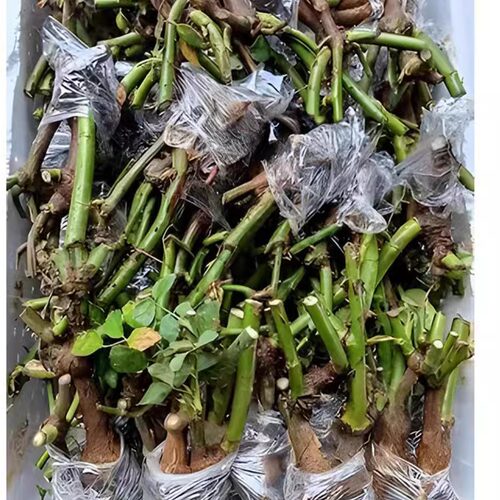 玫瑰老根盆栽四季花浓香型花卉阳台耐寒绿植庭院耐寒耐热带花苞 - 图1