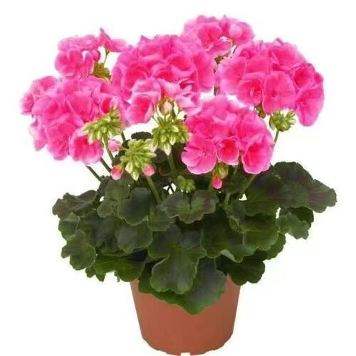 天竺葵盆栽带花苞洋绣球花苗四季开花不断庭院阳台花卉绿植 - 图1