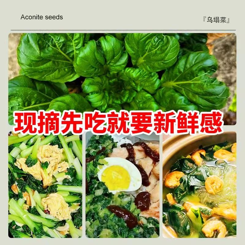 耐寒黄心乌塌菜黄心菜菊花心菜大白菜农家四季播蔬菜黄金乌矮脚黄,淘宝优惠券,粉丝福利购,淘宝优惠卷