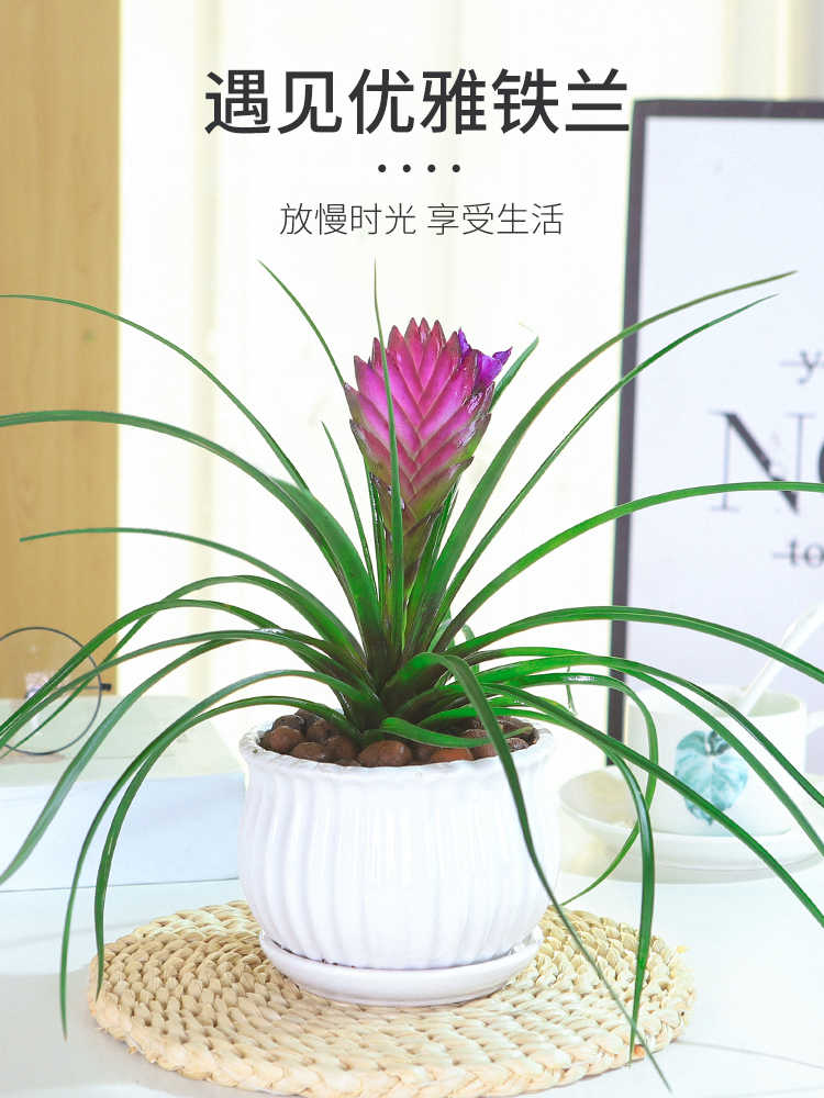 凤梨花盆景 新人首单立减十元 22年9月 淘宝海外