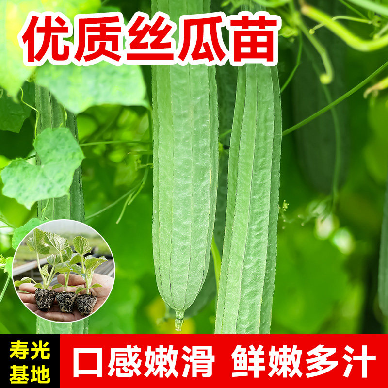 肉丝瓜苗带土嫁接大号四季蔬菜种子寿光高产本地老品种长水瓜秧苗,淘宝优惠券,粉丝福利购,淘宝优惠卷