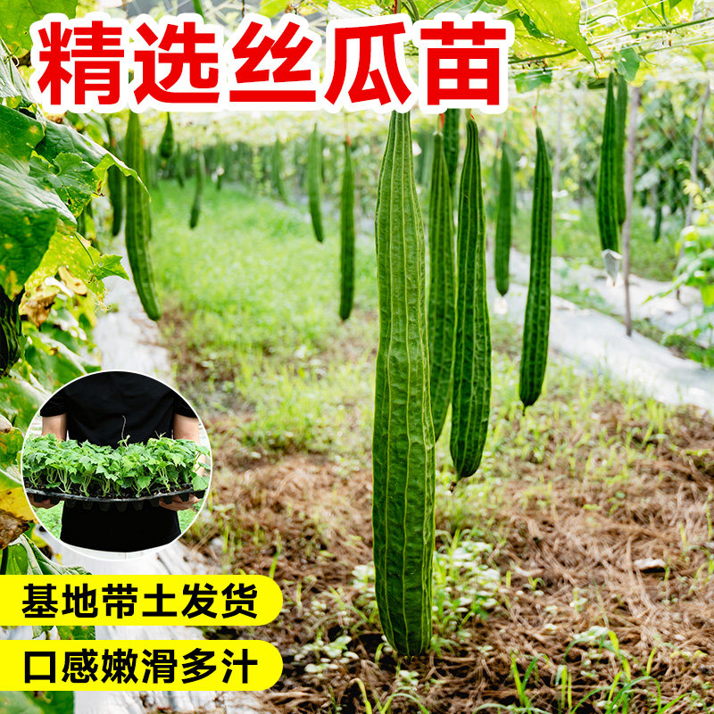 肉丝瓜苗带土嫁接大号四季蔬菜种子寿光高产本地老品种长水瓜秧苗,淘宝优惠券,粉丝福利购,淘宝优惠卷