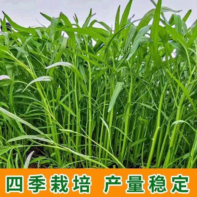 四季柳叶空心种子小叶脆嫩绿色长杆盆栽大田庭院水培蔬菜种子大全,淘宝优惠券,粉丝福利购,淘宝优惠卷