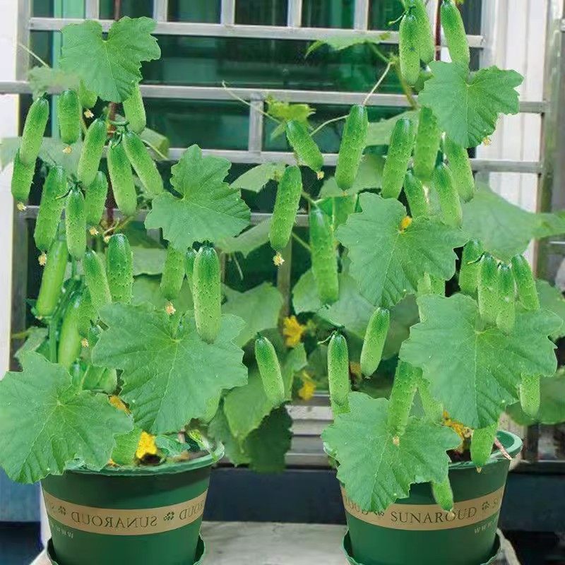 水果黄瓜种子高产压趴架春秋黄瓜种旱籽大棚阳台蔬菜种子四季盆栽,淘宝优惠券,粉丝福利购,淘宝优惠卷