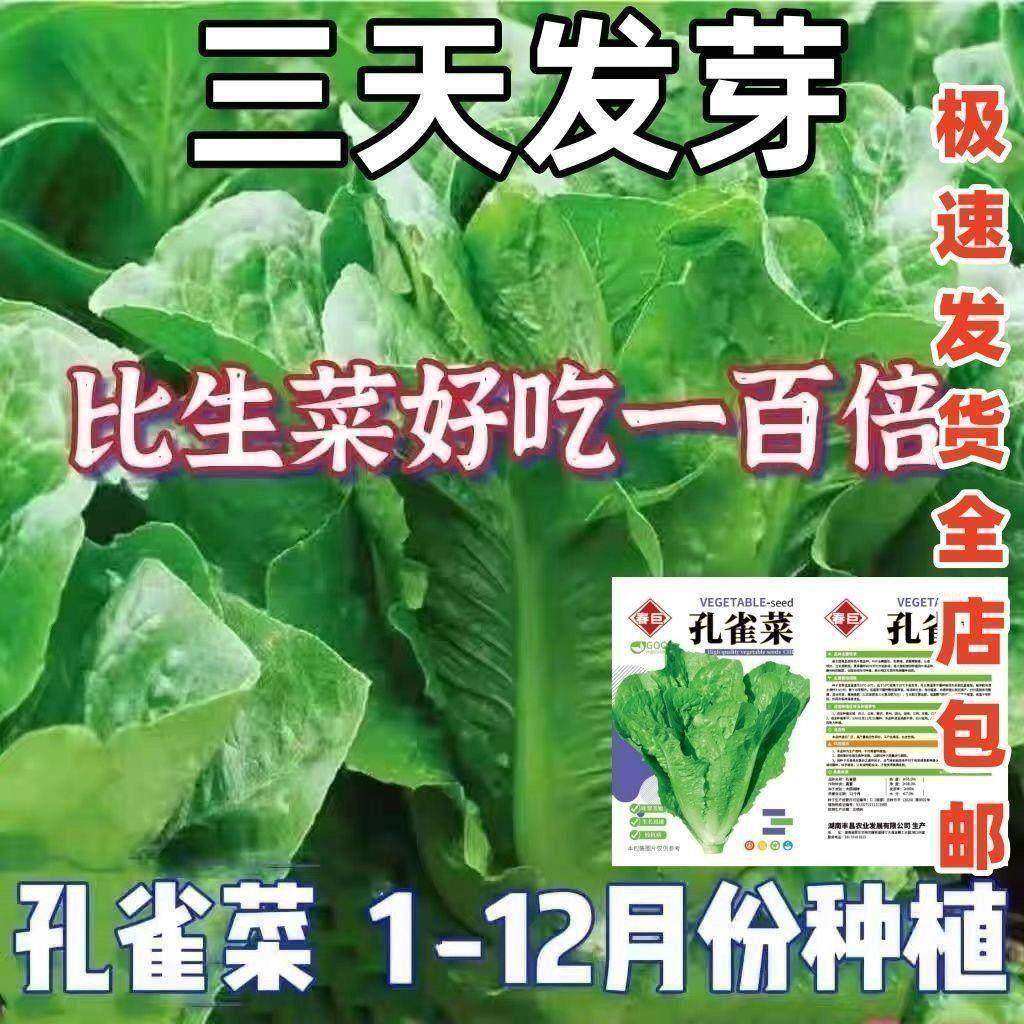 孔雀菜不生虫不打药生吃脆甜高营养直立生菜四季播生菜沙拉菜,淘宝优惠券,粉丝福利购,淘宝优惠卷