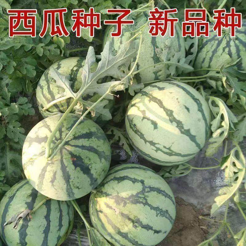 8424麒麟懒汉西瓜超甜美都甜王无籽四季蔬菜水果南方花皮西瓜新鲜,淘宝优惠券,粉丝福利购,淘宝优惠卷