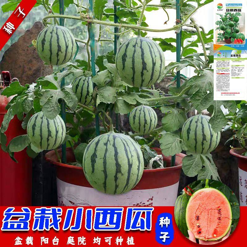 蜂蜜小西瓜种子正宗无籽小西瓜种籽阳台庭院盆栽水果种子四季播种,淘宝优惠券,粉丝福利购,淘宝优惠卷