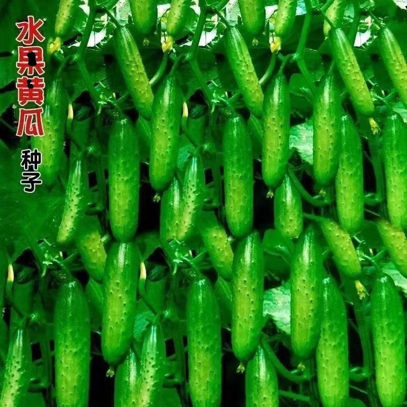 水果黄瓜种子高产压趴架春秋黄瓜种旱籽大棚阳台蔬菜种子四季盆栽,淘宝优惠券,粉丝福利购,淘宝优惠卷