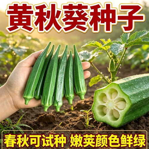 新种黄秋葵菜籽水果秋葵种子小院菜园种植阳台盆栽蔬菜菜籽-图3