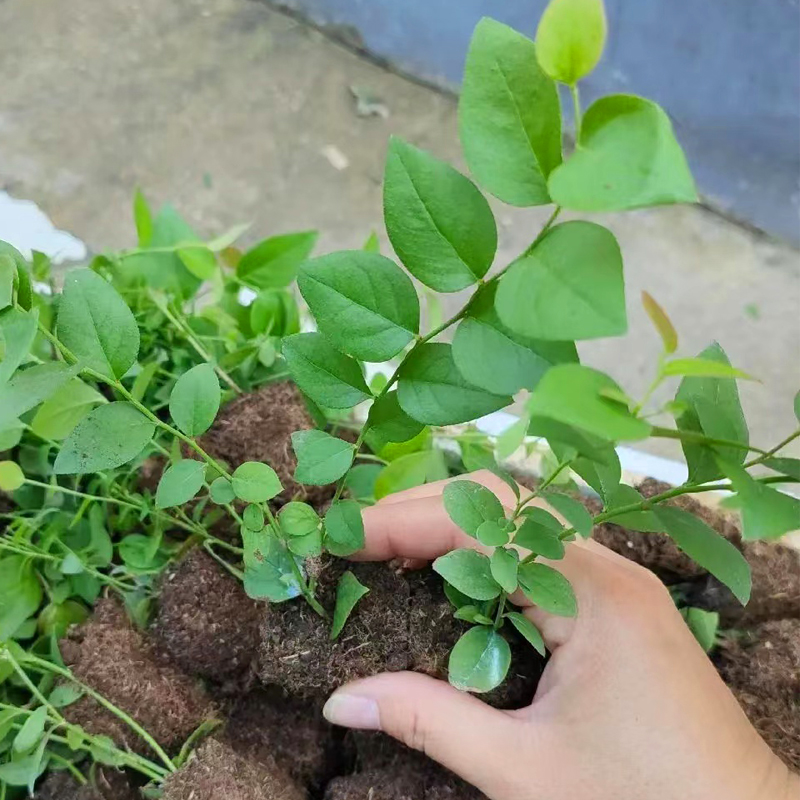 蓝莓脱毒组培苔藓苗蓝莓树果苗南高丛北高从盆栽地栽阳台小苗种植-图3