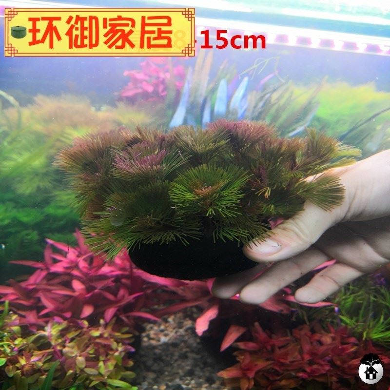 鱼缸淡水造景后景红菊水下叶坨草好养易活无需二氧化碳的红色水草 - 图1