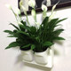 Simple and fashionable plastic water-absorbent flowerpots factory direct sales