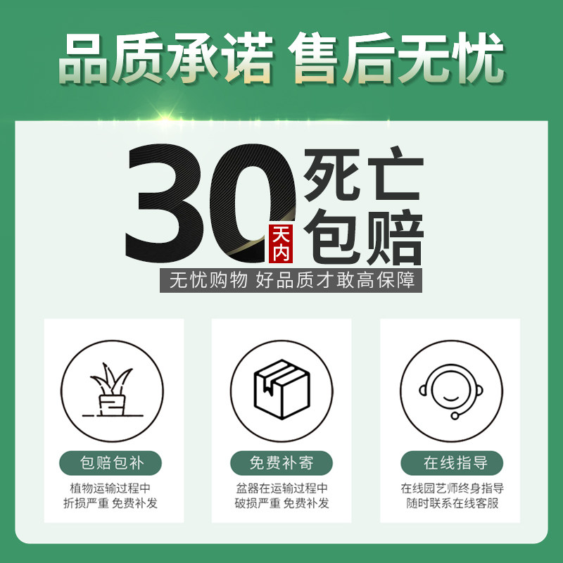 精品白色蝴蝶兰盆栽带花苞室内花卉花苗室内客厅桌面植物兰花盆景,淘宝优惠券,粉丝福利购,淘宝优惠卷