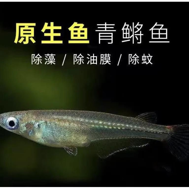 观背桂系青鳉蓝眼群游易养免打氧原生鱼除油膜淡水冷水鱼登灯鱼 - 图1