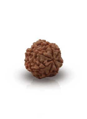 印度国际直邮Rudraksha lahshmi拉克希米7面金刚菩提子珠子22mm
