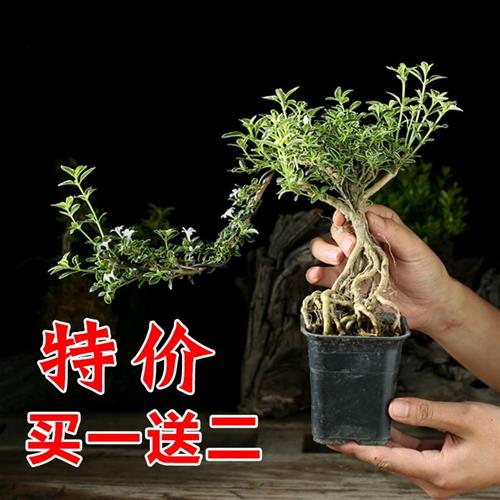 悬崖六月雪盆栽金边提根造型盆景老桩办公桌趣味大苗绿植红花微型 - 图0