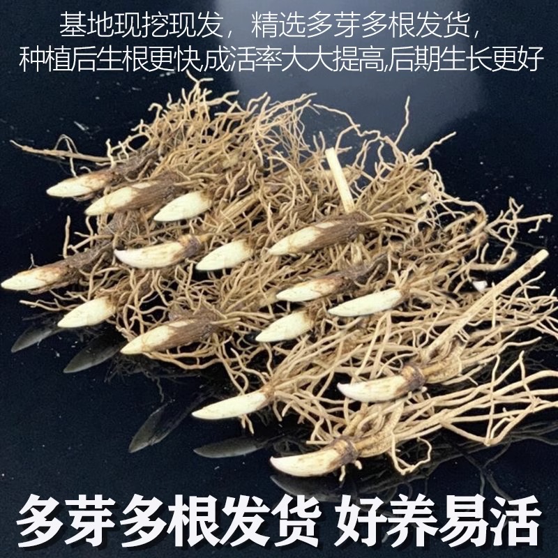 铃兰花苗带芽带根盆栽开花植物进口种球室内外花卉绿植四季耐寒 - 图3