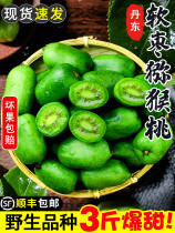 Dandong Soft date kiwi Exotic Berries Soft Dates Mini Kiwi Fruit Peach Fresh Fruit Macaque Peach Fruit When Season Full Box