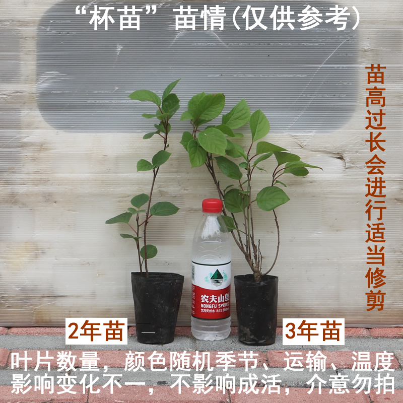 五味子苗北五味子树苗木本花卉药用植物庭院阳台别墅绿化带土钵苗 - 图0