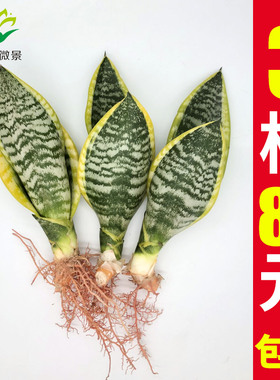 净化空气虎皮兰基地虎皮兰哈尼黄金兰白玉银脉荷花兰虎耳兰