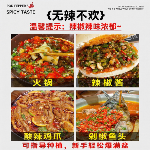 正宗小米椒苗辣椒苗四季盆栽高产朝天椒苗野山椒苗批发蔬菜苗大全 - 图3
