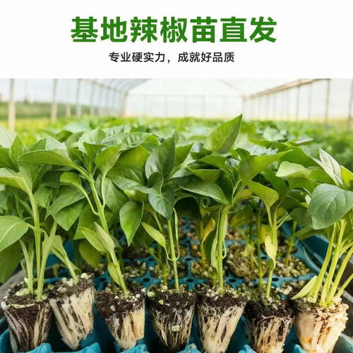 正宗小米椒苗辣椒苗四季盆栽高产朝天椒苗野山椒苗批发蔬菜苗大全 - 图2