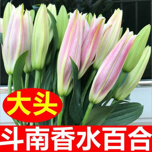 粉色香水百合鲜花插花云南基地直发客厅摆设供佛真花新年氛围装饰 - 图1