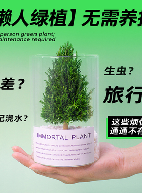 桌面放青松解压小绿植五年常绿