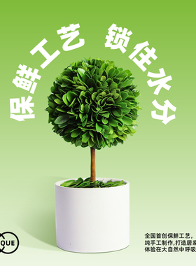 办公室桌面绿植稳定情绪神器