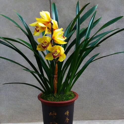 金玉满堂浓香型兰花苗冬带花苞基地直发花香浓香室内花卉盆栽 - 图2