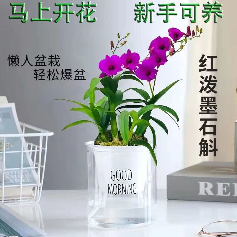 现带多花发货 红泼墨石斛带花苞 特价 室内盆栽花卉绿植 - 图1