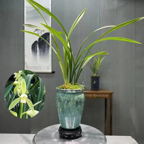 特香兰花铭品天仙素夏带花苞建兰四季兰盆栽客厅花卉植物室内花 - 图3