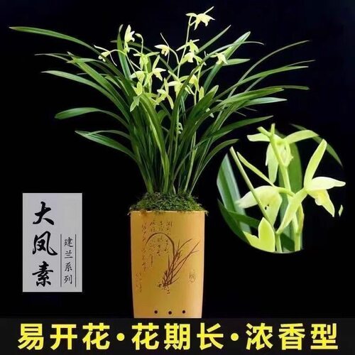 建兰名贵兰花苗带花苞 龙岩素 大凤素 香水味兰花绿植盆栽花卉 - 图1