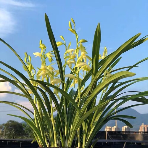 建兰名贵兰花苗带花苞 龙岩素 大凤素 香水味兰花绿植盆栽花卉 - 图3