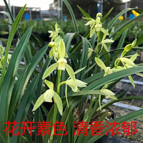 建兰名贵兰花苗带花苞 龙岩素 大凤素 香水味兰花绿植盆栽花卉 - 图0