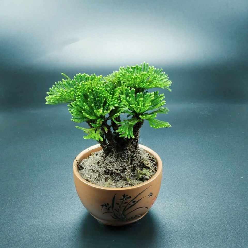 盆栽山野草 新人首單立減十元 22年7月 淘寶海外 盆栽山野草 新人首單立減十元 22年7月 淘寶海外