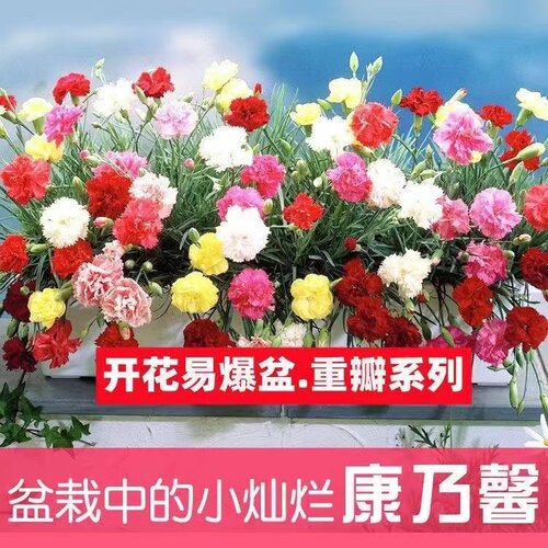康乃馨花苗开花机器大花阳台庭院绿植盆栽花卉鲜花小苗教师节礼物 - 图1