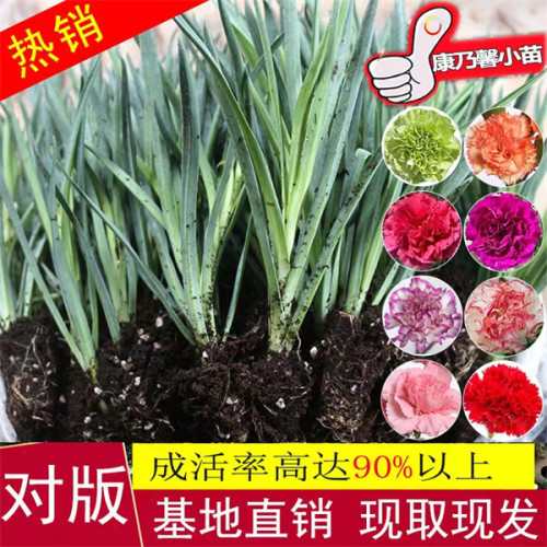 康乃馨花苗开花机器大花阳台庭院绿植盆栽花卉鲜花小苗教师节礼物 - 图0