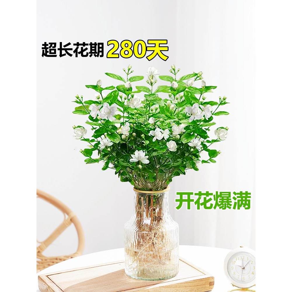 茉莉花水培植物盆栽办公室内桌面好养懒人鲜花绿植九里香水养花卉 - 图0