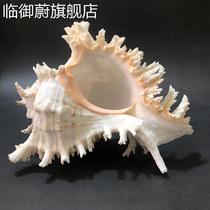Natural Great Sea Snail Shells White gigabit Snail Home Shop Window Terrace Terrace fish tank View Aquarium Decoration to Play