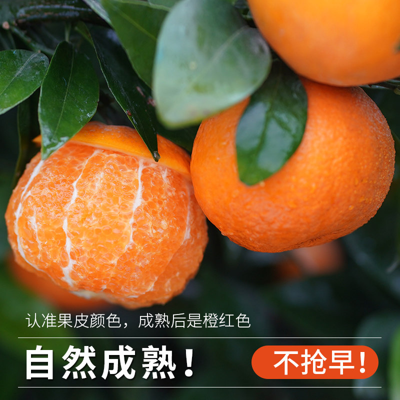 正宗广西武鸣沃柑橘子斤新鲜水果整箱柑橘现摘沙糖蜜橘砂糖10大果,淘宝优惠券,粉丝福利购,淘宝优惠卷