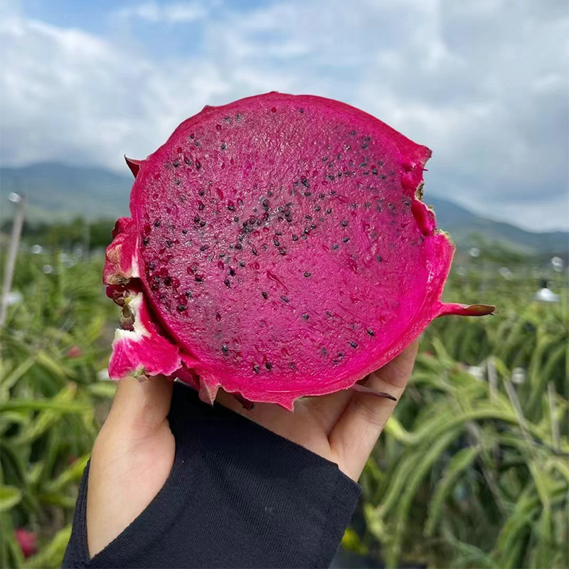 火龙果红心新鲜海南金都一号红肉水果5斤大果燕窝麒麟整箱10包邮 - 图3