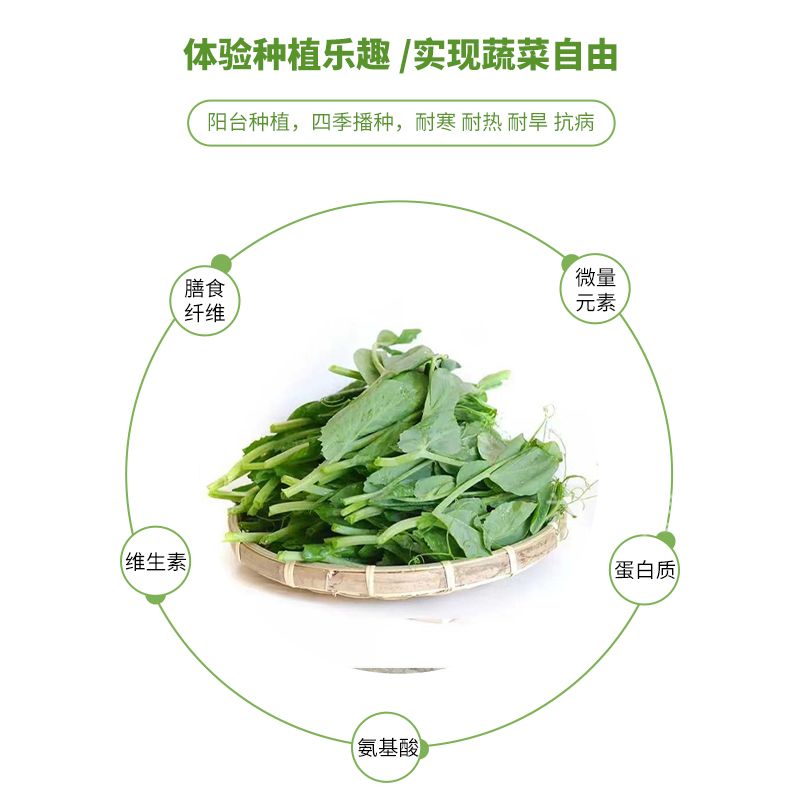 云南黑芽豌豆尖种子吃苗尖豌豆种吃米长寿仁豆种吃夹荷兰豆种子